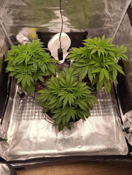 1.Pokus. Week 6