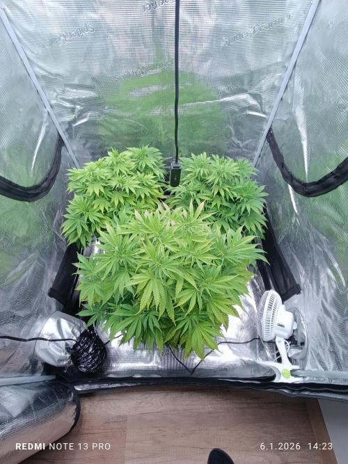 1.Pokus. Week 8