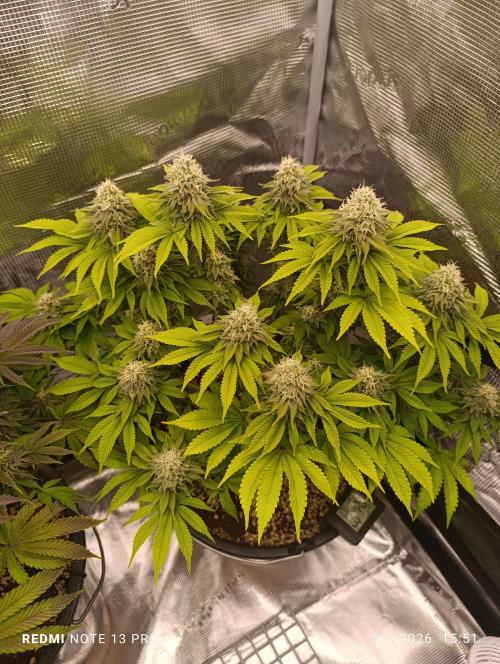 1.Pokus. Week 14