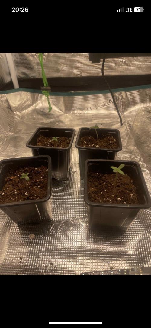 Erster grow. Week 1 - 5cm groß 