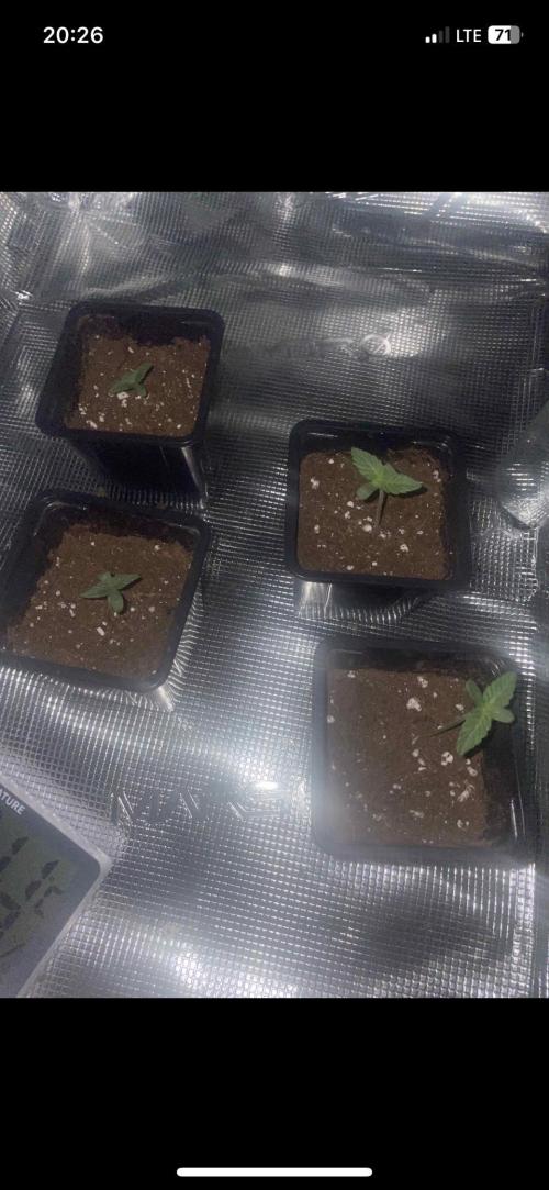 Erster grow. Week 1 - Die phenotyp Ausprägung ist krank 