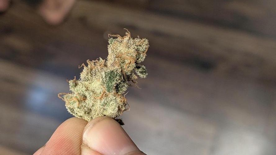 First Garden. Week 12