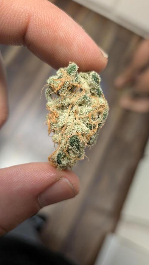 First Garden. Week 12