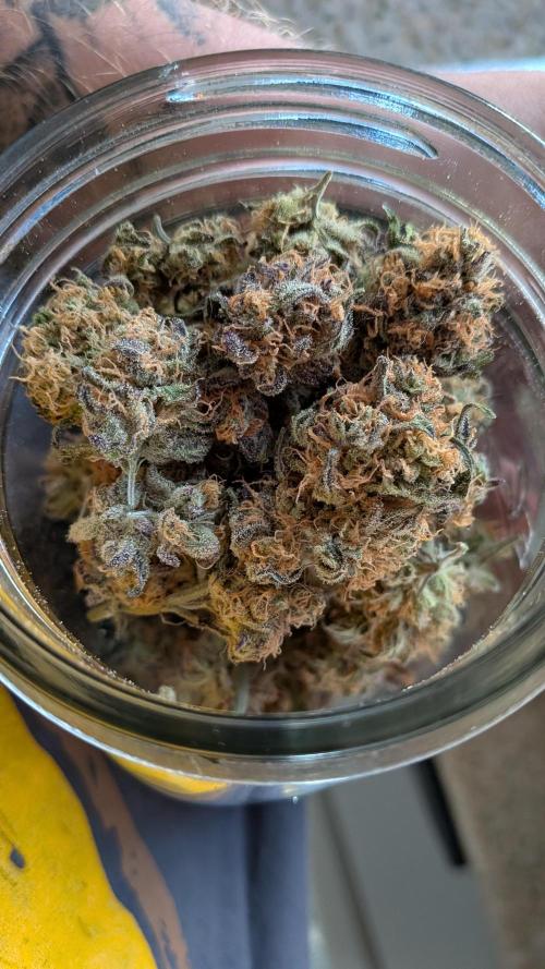 First Garden. Week 12