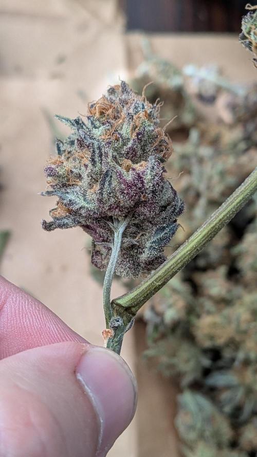 First Garden. Week 12