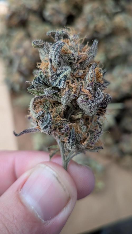 First Garden. Week 12