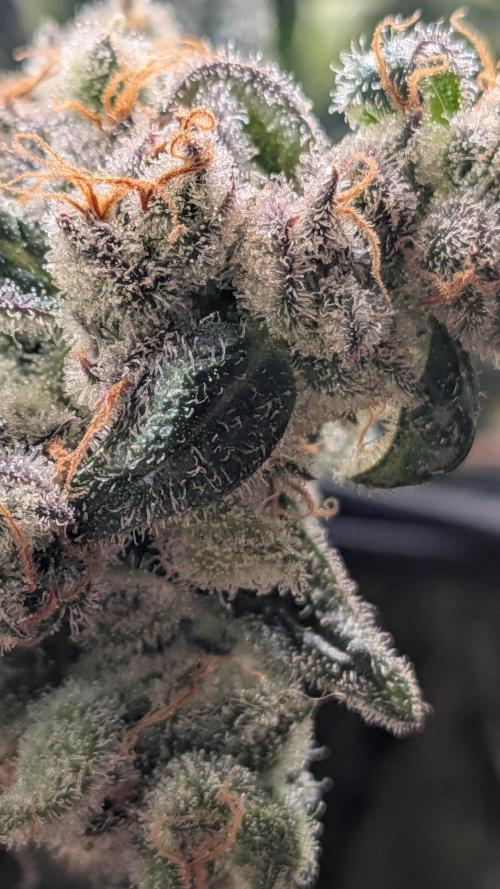 First Garden. Week 12