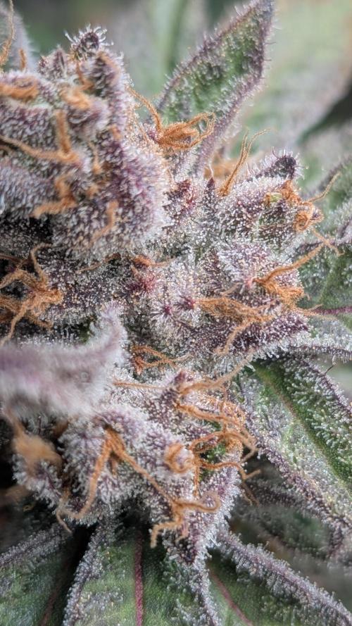 First Garden. Week 12