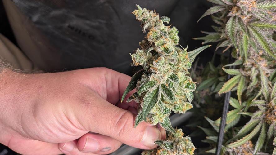 First Garden. Week 12