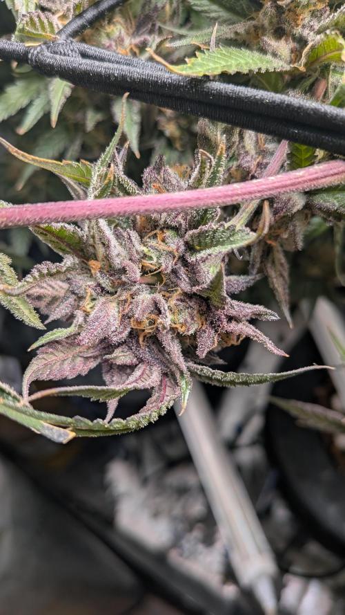 First Garden. Week 12