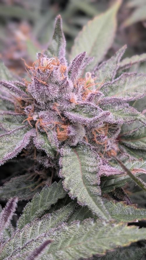 First Garden. Week 12