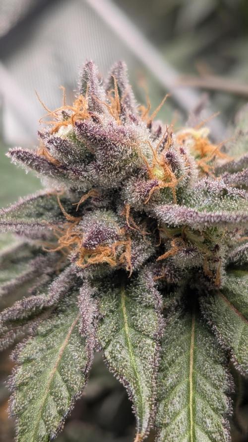 First Garden. Week 12