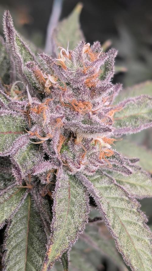 First Garden. Week 12