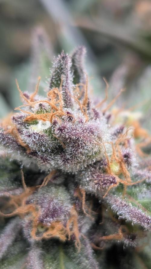 First Garden. Week 12