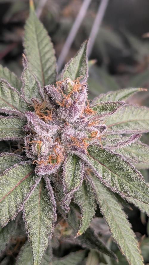 First Garden. Week 12