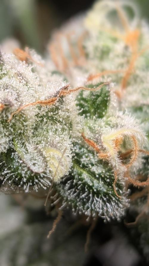 First Garden. Week 12