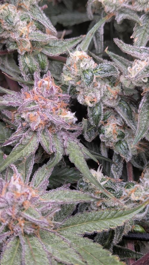 First Garden. Week 12