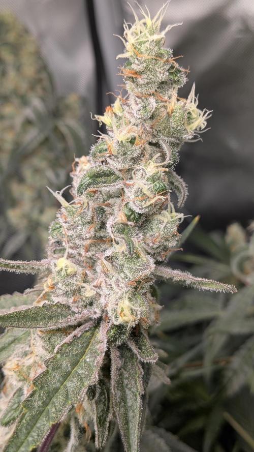 First Garden. Week 12