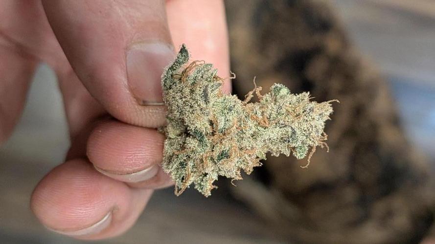 First Garden. Week 12