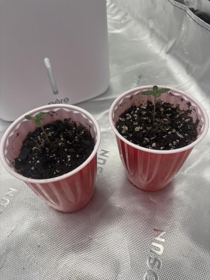 Mimosa punch. Week 0