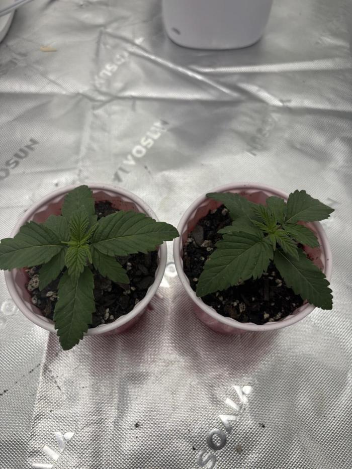 Mimosa punch. Week 1 - Doing good