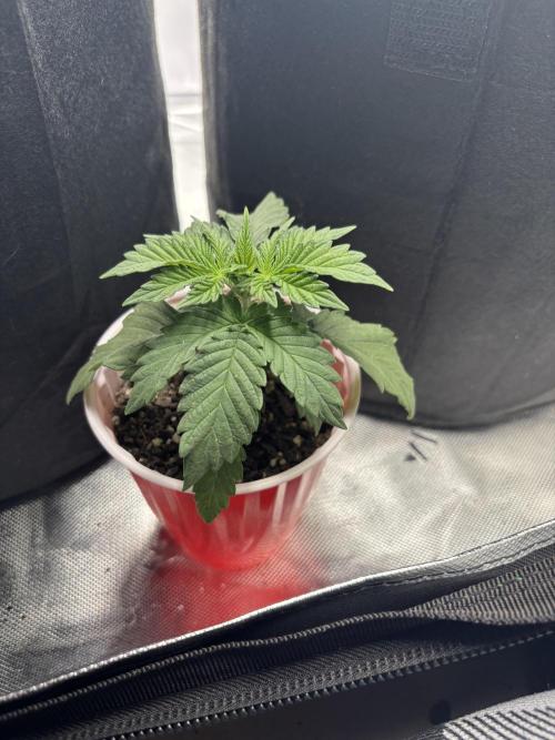 Mimosa punch. Week 3