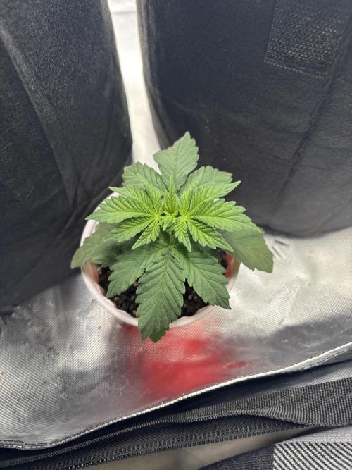 Mimosa punch. Week 3