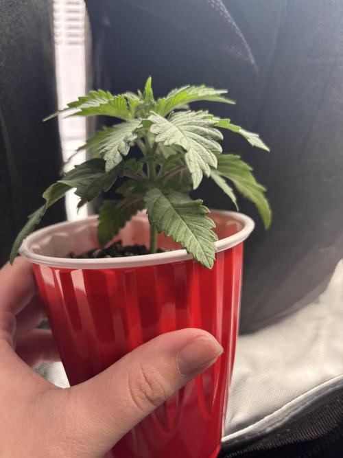 Mimosa punch. Week 3