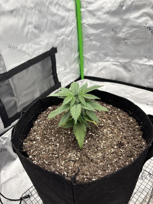 Mimosa punch. Week 4