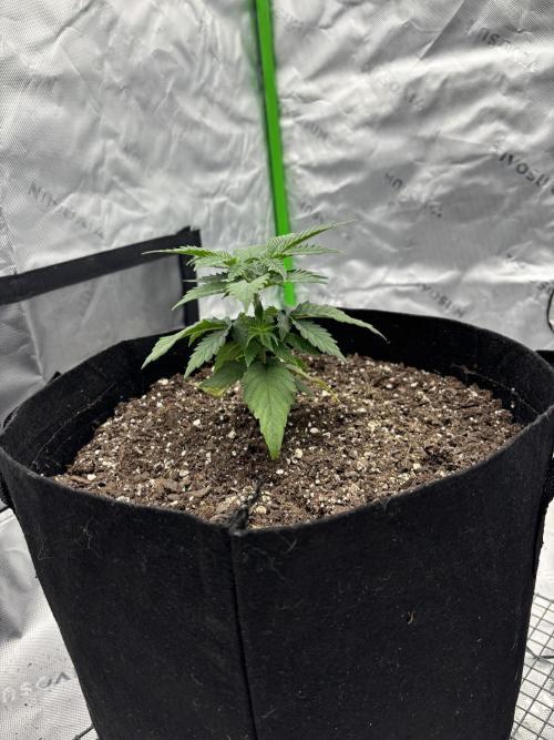 Mimosa punch. Week 4