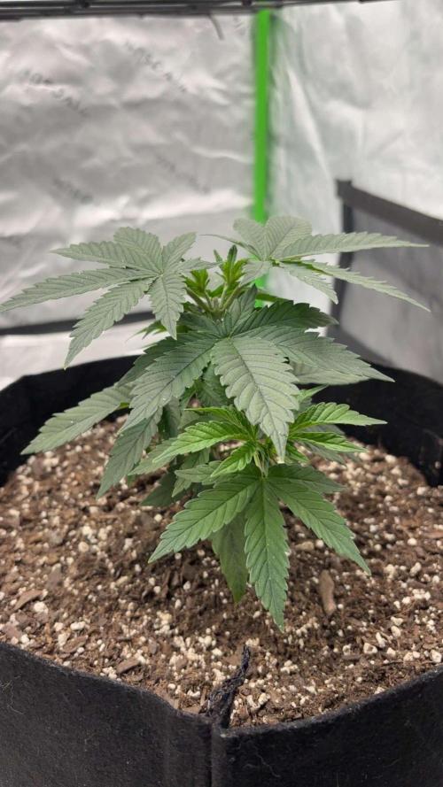 Mimosa punch. Week 5