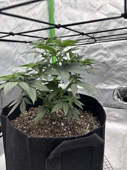 Mimosa punch. Week 6