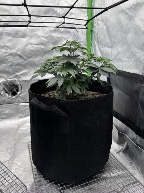 Mimosa punch. Week 6