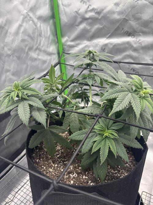 Mimosa punch. Week 8
