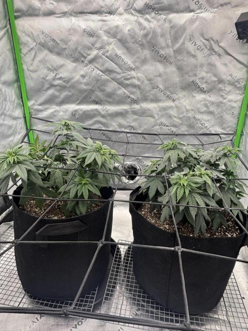 Mimosa punch. Week 8