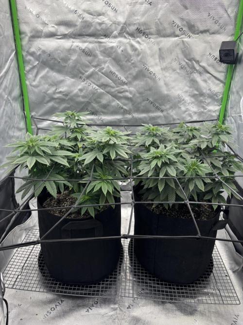 Mimosa punch. Week 10