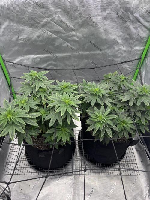 Mimosa punch. Week 10