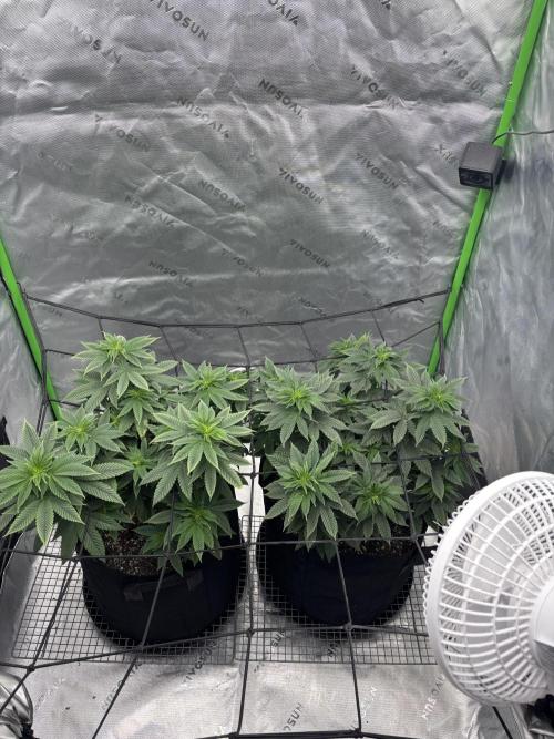 Mimosa punch. Week 10