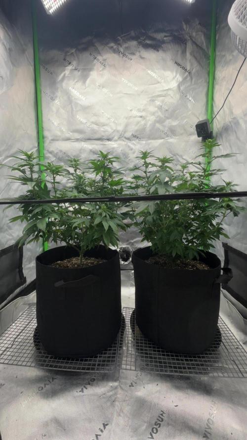Mimosa punch. Week 11