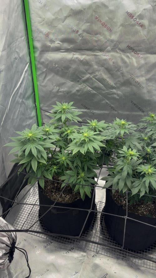 Mimosa punch. Week 11