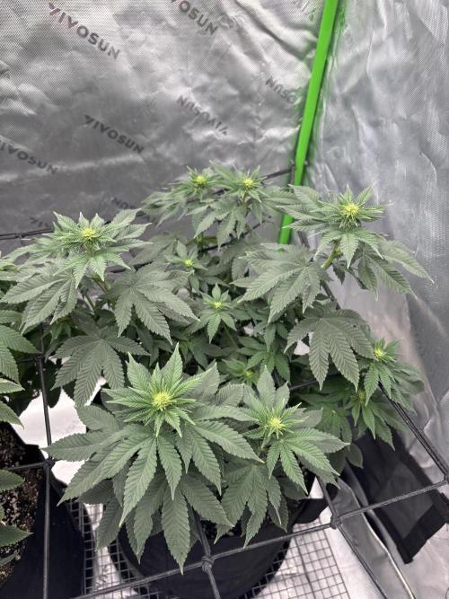 Mimosa punch. Week 11