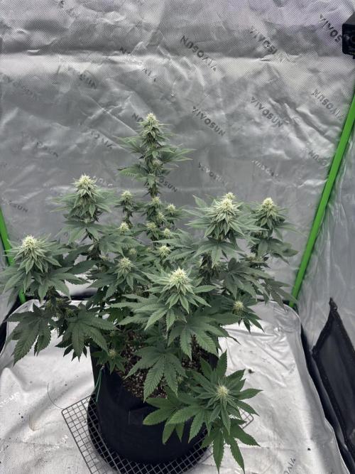 Mimosa punch. Week 13