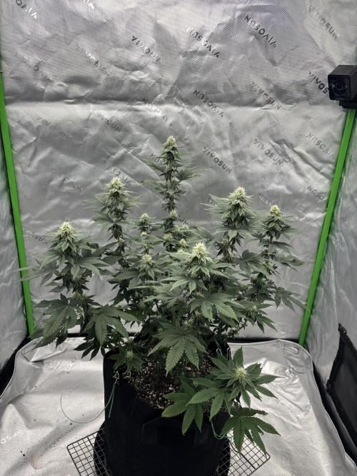 Mimosa punch. Week 13