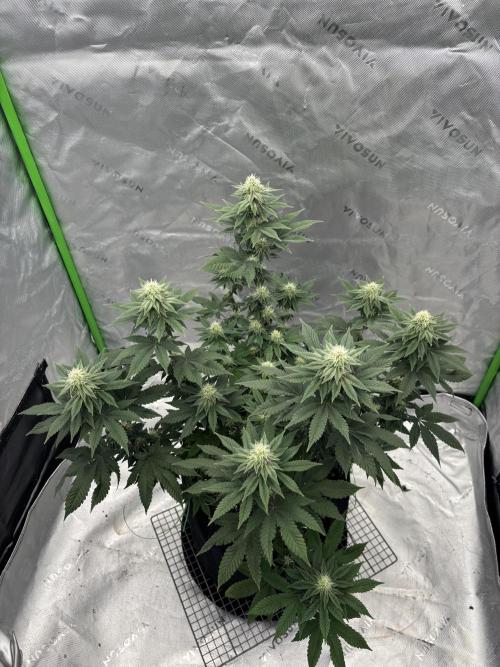 Mimosa punch. Week 13