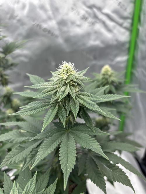 Mimosa punch. Week 13