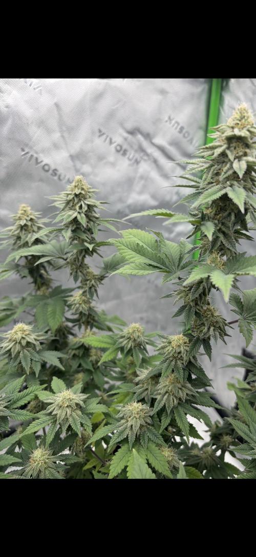Mimosa punch. Week 14