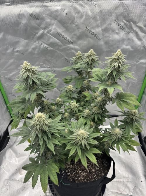Mimosa punch. Week 14