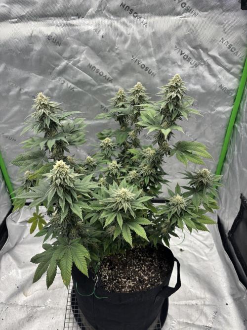 Mimosa punch. Week 14