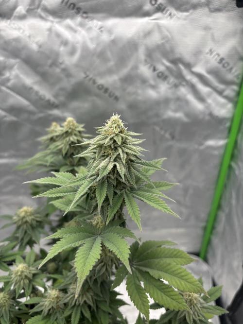 Mimosa punch. Week 14