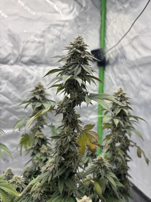 Mimosa punch. Week 15